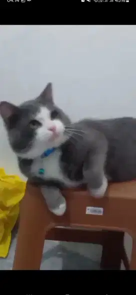 Bsh bigcolour blue jantan