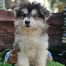 Promo Tujubelasan anakan anjing Alaskan Malamute