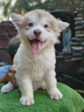 Promo 17an anak an Anjing Alaskan Malamute