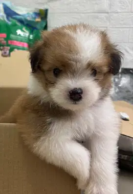 puppy poodle x peking betina