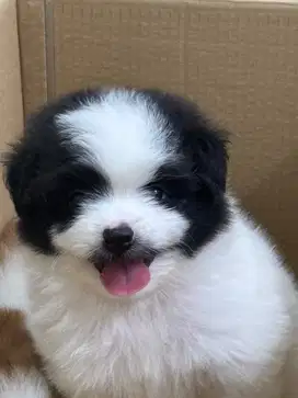 puppy poodle x peking betina