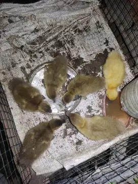 Anak bebek itik ai