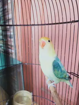 Burung Lovebird Jantan