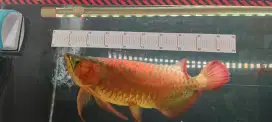 Super red jumbo 50cm