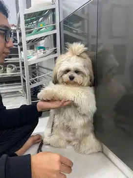 Pelatihan anjing / dog training doglife.id