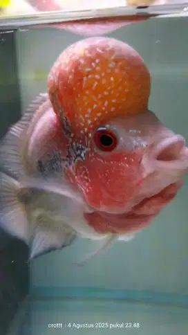 Ikan louhan dan akuarium