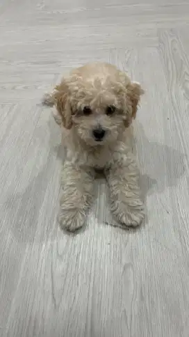 Tiny Poodle Apricot