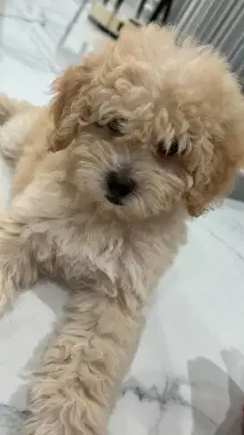 Tiny Poodle Apricot