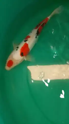 Ikan koi jenis Sanke Doitsu 30cm