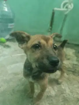 Anjing mix Lambrador