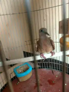 Perkutut Katuranggan Silver Warna Kecoklatan Jantan, Fullset