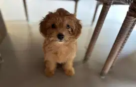 Puppy Shih Poo, shihpoo atau Shoodle