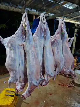 Maha Farm Aqiqah Qurban