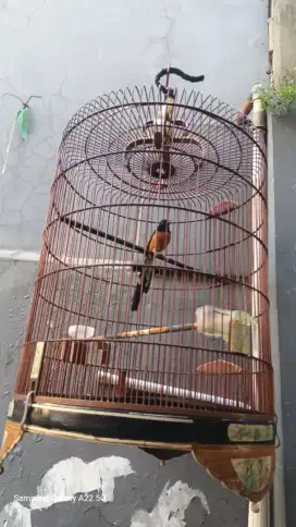 Murai batu medan pastol ekor panjang
