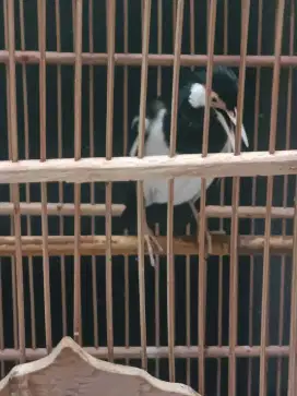 Dijual burung jalak suren