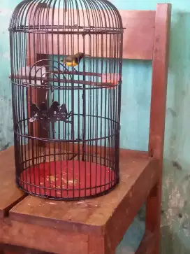 KANDANG LOVEBIRD