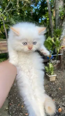 Kitten persia redpoint