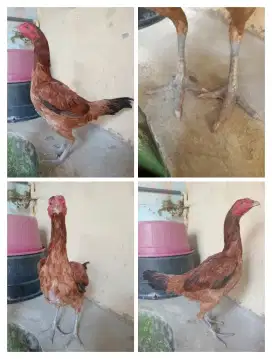 Ayam betina Mangon