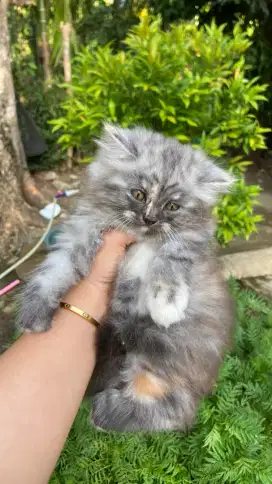 Kitten persiaaa