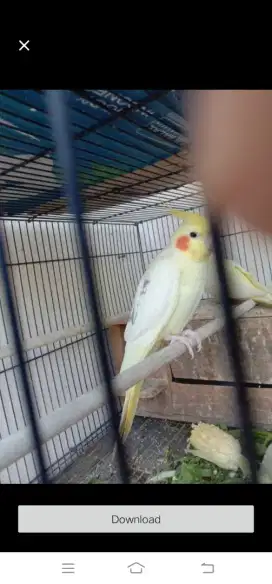 Burung Flak Australia cemoi semi LuLut di Pegang 1 burung siul2