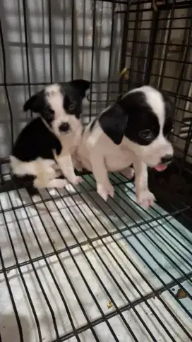 Anakan Terrier Pittbul mix Terrier Kampung