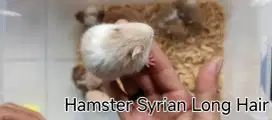 Jual Hamster Syrian Long Hair