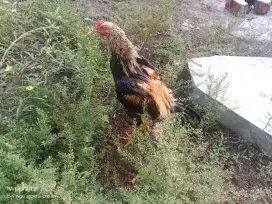 2 ekor ayam jago muda Trah Khoytrad
