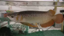 Arwana Super Red Bersertifikat