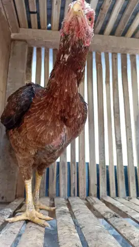 Ayam betina shamo ORI besar murah
