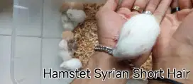 Jual Hamster Syrian Short Hair