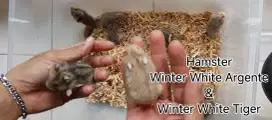 Jual Hamster Winter White Tiger