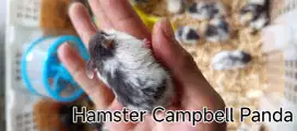 Jual Hamster Campbell Panda