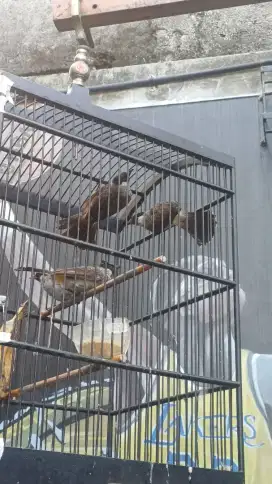 Kutilang , burung, burung kutilang