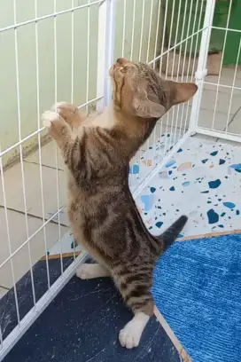 Kucing Kitten Munchkin Betina