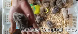 Jual Hamster Campbell Polos