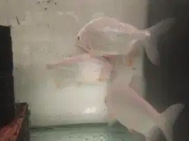 Ikan pacu albino 4 jari 3 ekor dan patin albino 2 ekor