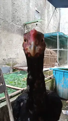 Ayam Bangkok wirkun