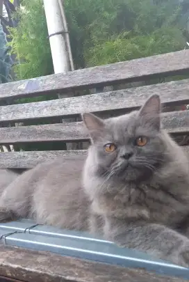 Lepas adopt kucing persia