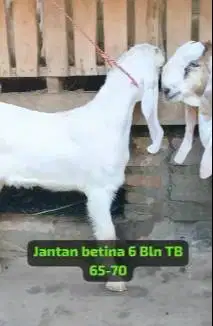 sepasang bakalan kambing etawa senduro super 6 bulanan unggulan manteb