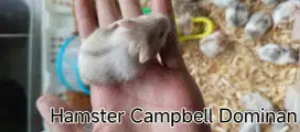 Jual Hamster Campbell Dominan