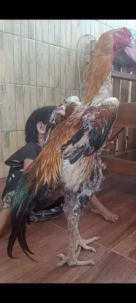 Ayam Bangkok/Mangon/Pakoy/ Ayam Shamo Original