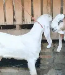 sepasang bakalan kambing etawa senduro 6 bulanan siap ternak unggulan
