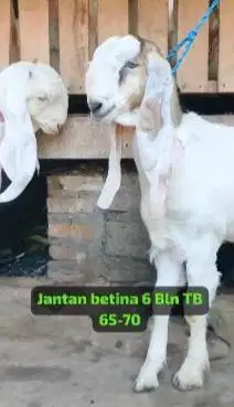 sepasang bakalan kambing etawa senduro 6 bulanan super unggulan manteb