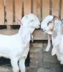 sepasang bakalan kambing etawa senduro 6 bulanan super unggulan manteb
