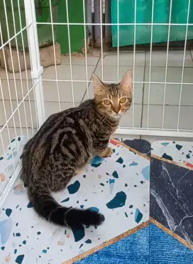Kucing Kitten Munchkin Betina