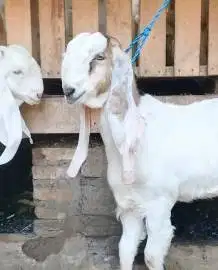sepasang bakalan kambing etawa senduro 6 bulanan super unggulan manteb