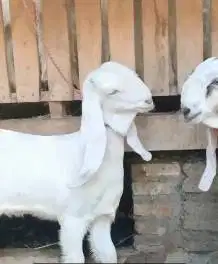 sepasang bakalan kambing etawa senduro 6 bulanan siap ternak unggulan