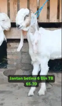 sepasang bakalan kambing etawa senduro 6 bulanan siap ternak unggulan