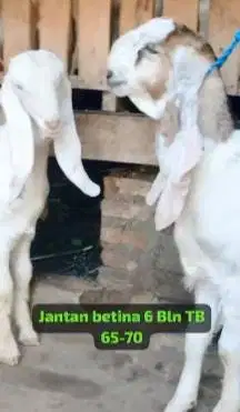 sepasang bakalan kambing etawa senduro 6 bulanan siap ternak unggulan