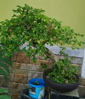 Bonsai serut sudah lama